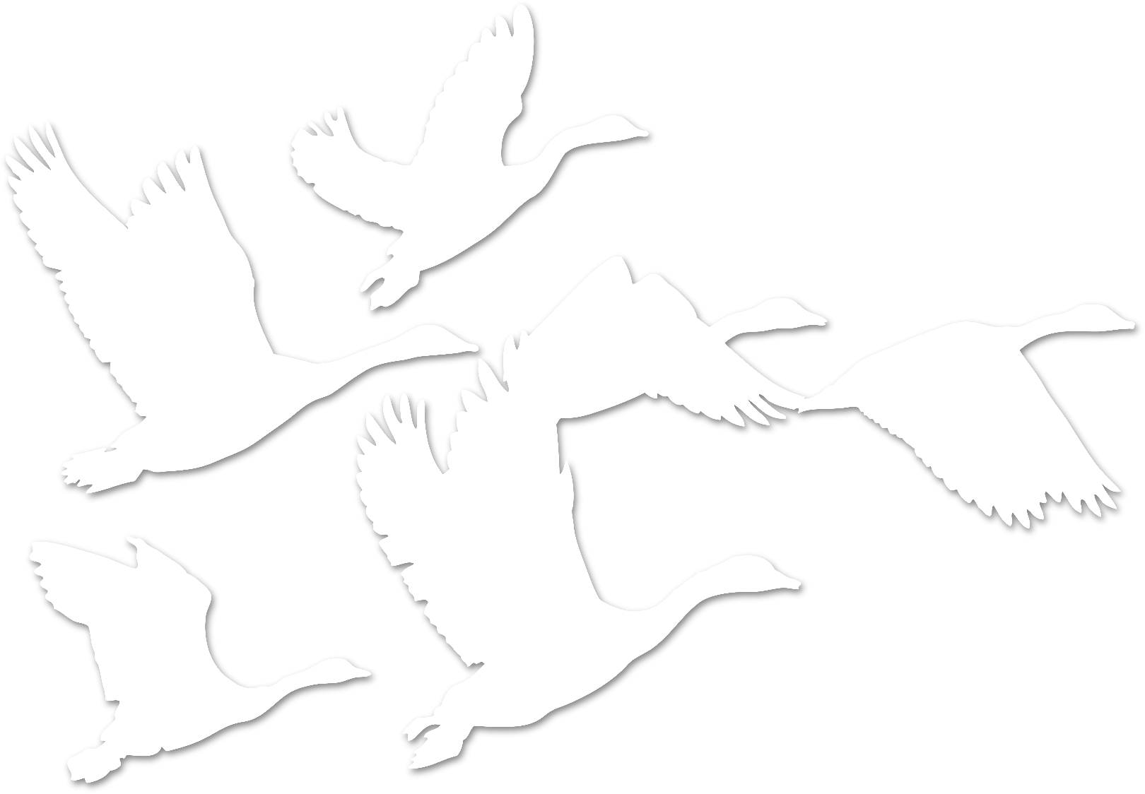 Gooses Gooses